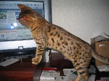 Omar loves the computer