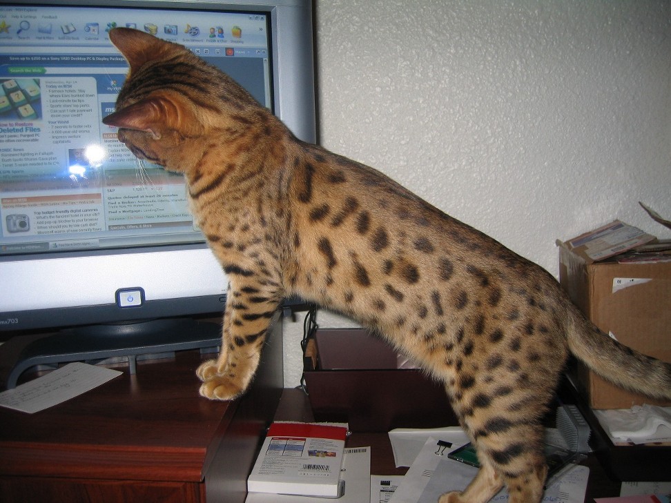 Omar loves the computer