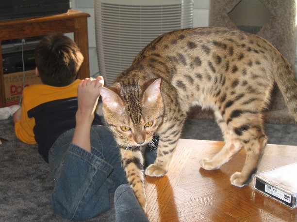 Omar on the table