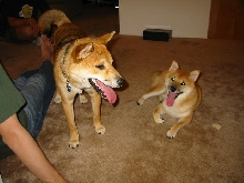 Miso and Kuma 1