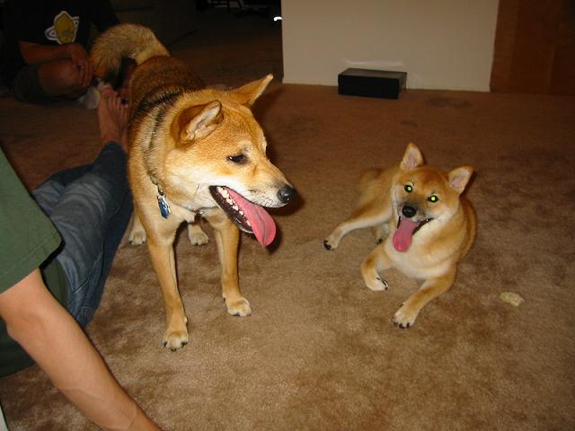 Miso and Kuma 1