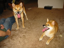 Miso and Kuma 2