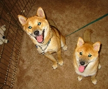 Miso and Kuma 3