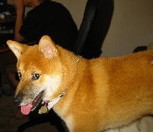 What is Miso up to?