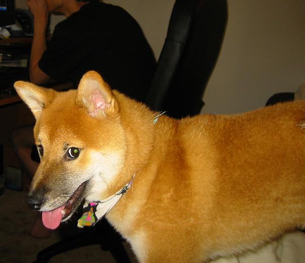 What is Miso up to?