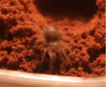 my new sweety mexican red knee