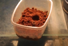 my new sweety mexican red knee