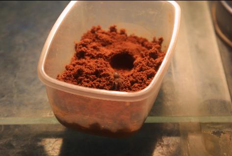 my new sweety mexican red knee