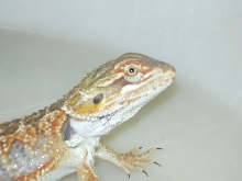 Dachiu Female again