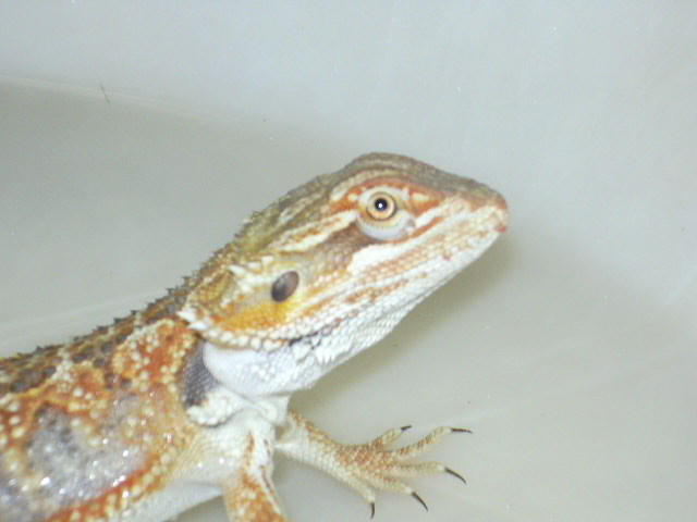 Dachiu Female again
