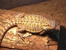 Dachiu female