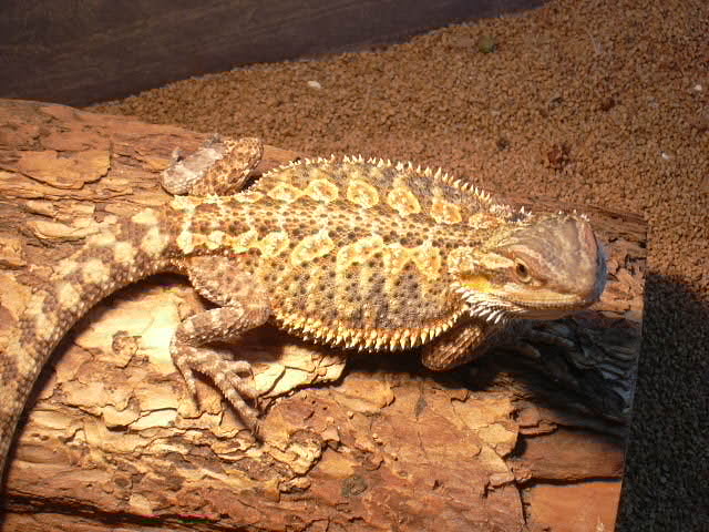 Dachiu female