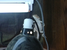 just chillin'