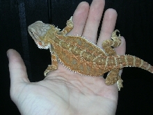 Dachiu Male