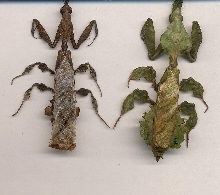 phyllo male n female