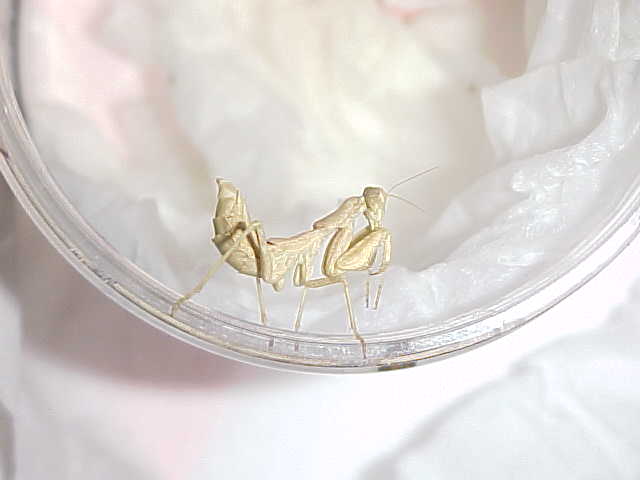 stuey's mantis