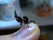 paradoxa nymph