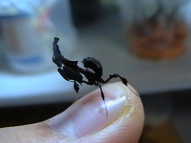 paradoxa nymph