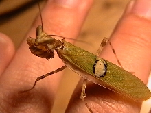 creobroter gemmatus male
