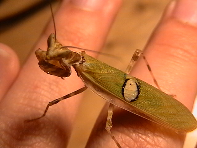 creobroter gemmatus male