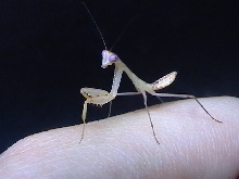 sphodromantis centralis nymph