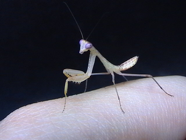 sphodromantis centralis nymph
