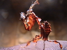 phyllocrania paradoxa
