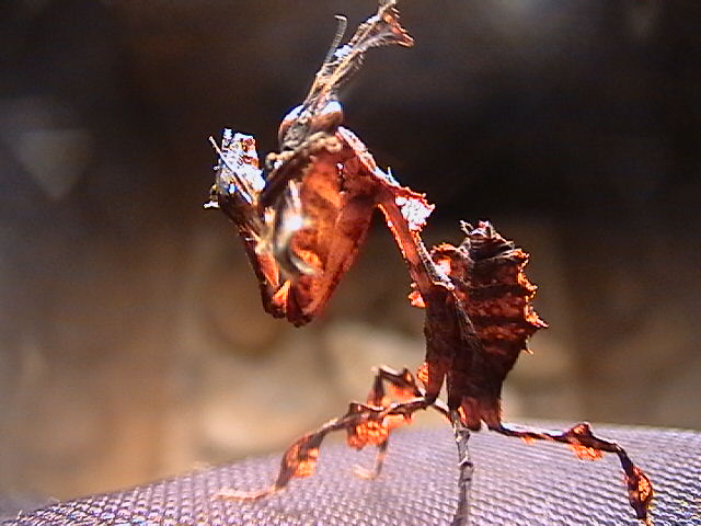 phyllocrania paradoxa