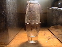 ootheca incubater