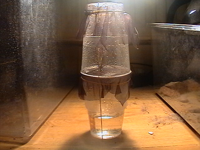 ootheca incubater