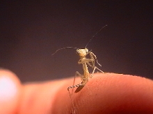 iris oratoria hatchling