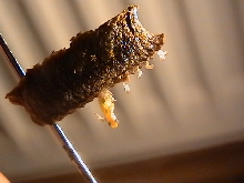 ootheca hatching