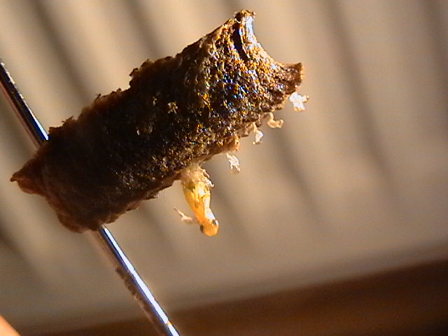 ootheca hatching