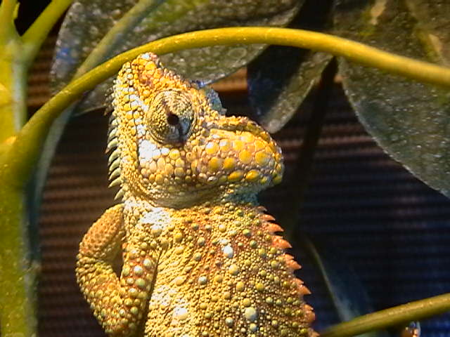 high casqued cham