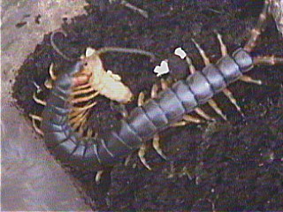 S. morsitan
