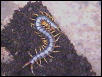 S. morsitan
