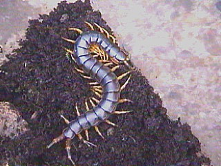 S. morsitan