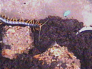 front view of S. morsitan