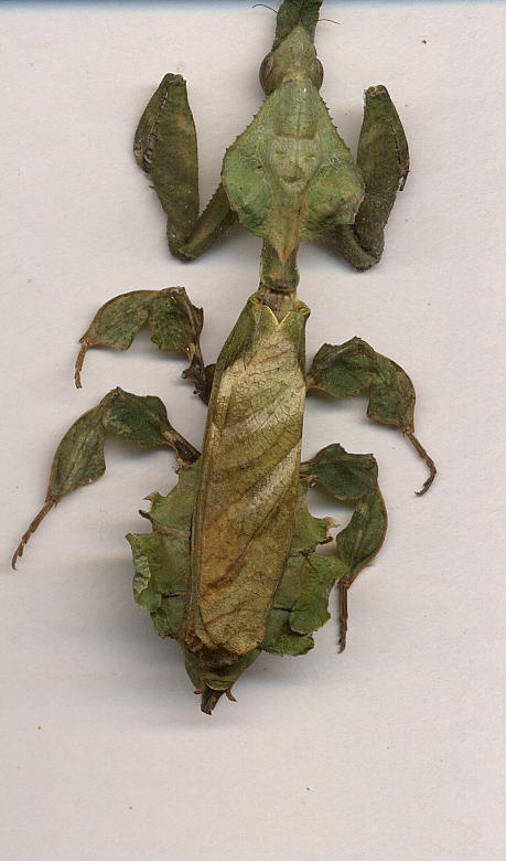 green phyllocrania paradoxa