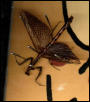 another badly pinned popa batesi male