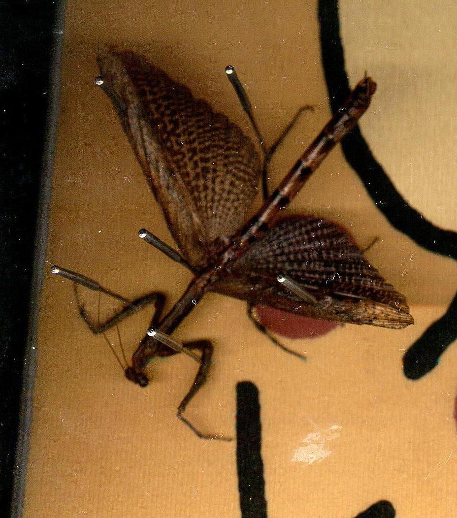 another badly pinned popa batesi male