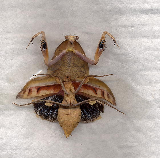 badly pinned truncata
