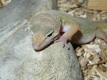 patternless leopard gecko