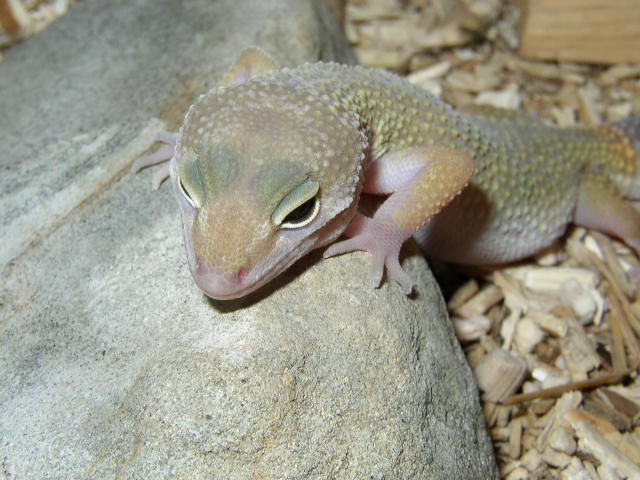 patternless leopard gecko
