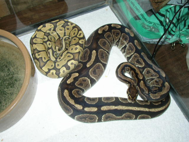Hypo Ball