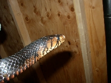 adult female Indigo