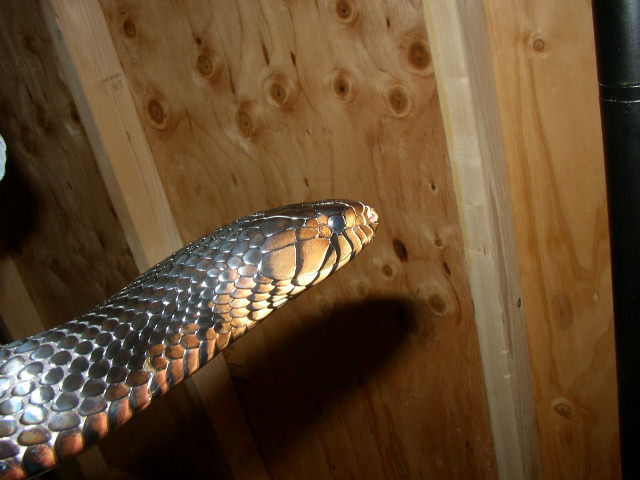 adult female Indigo
