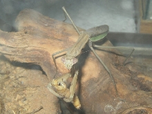 praying mantis eating a mealworm