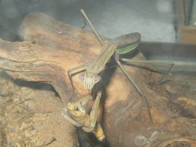 praying mantis eating a mealworm
