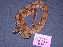 Orange Tail Hypo 100% het for BLOOD Boa